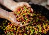 Producción de café colombiano cayó en un 9 % en septiembre