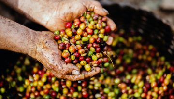 Producción de café colombiano cayó en un 9 % en septiembre