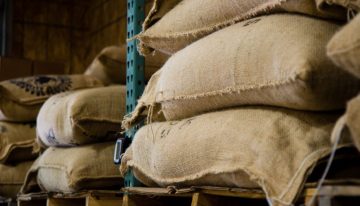 Cafeteros necesitarán más de 137.000 recolectores para cosecha principal y de ‘mitaca’