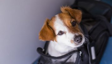 Esta es la primera entidad financiera del país en declararse ‘Pet Friendly’