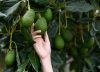 Así nace el Fondo de Capital Privado de aguacates Hass en Colombia
