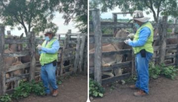 Departamento del Magdalena continúa blindándose contra la encefalitis equina venezolana