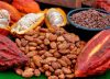 Cifra récord: Colombia tuvo el año de mayor producción de cacao en su historia