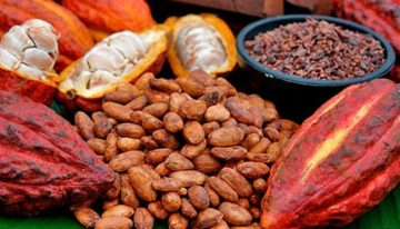 ¿Quién es el rostro de la cacaocultura colombiana?