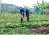Conozca la Ley de Insumos Agropecuarios que apoya a pequeños y medianos productores