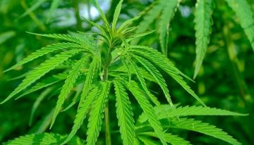 Gobierno expidió reglamentación para uso de cannabis medicinal y usos industriales