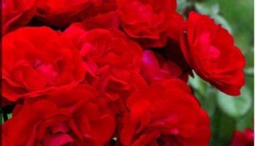 En medio de San Valentín, Gobierno celebró con los floricultores las cifras históricas de exportaciones