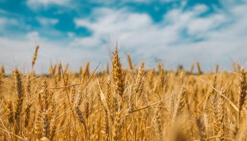 La guerra de Ucrania puede poner en jaque la seguridad alimentaria de muchos países