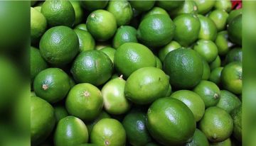 El limón Tahití tuvo unas jugosas exportaciones en los cuatro primeros meses del año