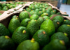 Buenas noticias: Chile avaló el ingreso del aguacate Hass colombiano