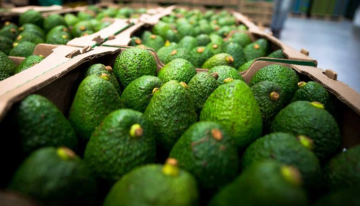 Buenas noticias: Chile avaló el ingreso del aguacate Hass colombiano