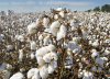 Cerca de 200 familias se benefician del cultivo de algodón en Córdoba y Tolima 