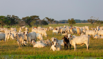 Durante julio, precios de alimentos repuntaron impulsados por productos como carnes de res, cerdo y pollo