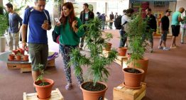 ¿Cómo le ha ido a Uruguay, el pionero en regular la marihuana 10 años después?
