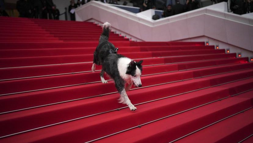 El perro Messi se roba las miradas en la alfombra roja del Festival de Cannes