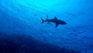Un estudio desvela que el fondo del océano produce su propio oxígeno y desafía los orígenes de la vida en el planeta