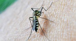 Detectado por primera vez el virus Sindbis, que causa dolor de articulaciones y cabeza, en mosquitos del sureste de España