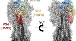 Los humanos tienen anticuerpos que reconocen y neutralizarían al virus de la gripe aviar