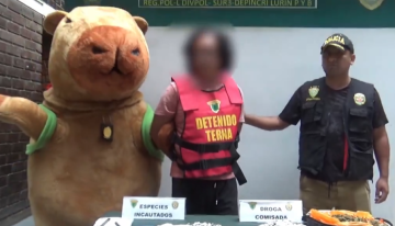 Un policía peruano se disfraza de la 'capibara del amor' para capturar a un traficante de droga