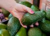Exportaciones de aguacate Hass colombiano seguirá creciendo en 2025