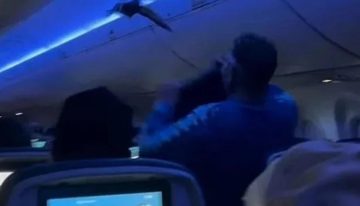Dos palomas provocan el caos absoluto tras colarse dentro un avión en EE.UU.