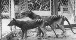 Los creadores de los lobos gigantes de Juego de Tronos afirman que están cerca de «devolver a la vida» a los tigres de Tasmania