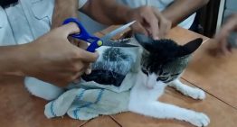 La Policía detiene a 'Narco-Michi', un gato que introducía droga en una cárcel de Costa Rica