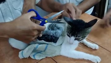 La Policía detiene a 'Narco-Michi', un gato que introducía droga en una cárcel de Costa Rica