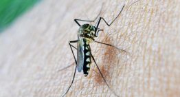 El motivo por el que los mosquitos pican a unas personas y a otras no