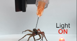 Las aplicaciones crecientes de los 'necrobotics', convertir cadáveres de arañas muertas en robots biohíbridos
