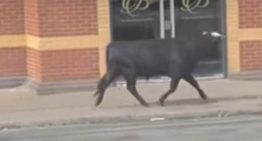 Un toro de lidia causa revuelo en las calles de Birmingham y despierta el asombro de los vecinos