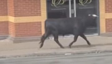 Un toro de lidia causa revuelo en las calles de Birmingham y despierta el asombro de los vecinos
