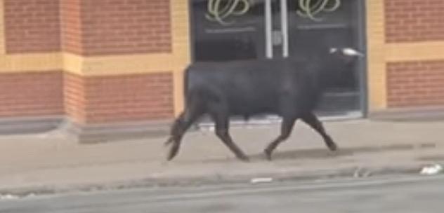 Un toro de lidia causa revuelo en las calles de Birmingham y despierta el asombro de los vecinos