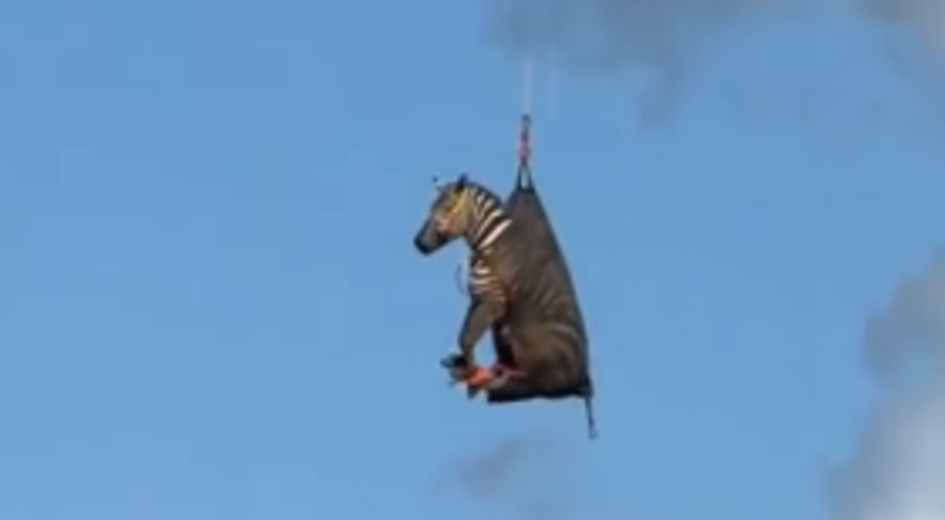 Una cebra es rescatada en helicóptero después de estar fugada durante más de una semana en EE.UU.