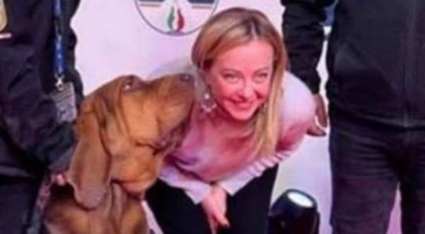 Conmoción en Italia por la muerte de Bruno, el héroe perruno premiado por Meloni que salvó nueve vidas
