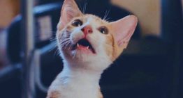 En cines de Estados Unidos: 73 minutos de videos de gatos por una buena causa