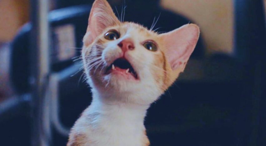 En cines de Estados Unidos: 73 minutos de videos de gatos por una buena causa