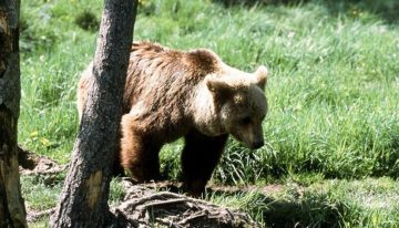 La policía japonesa aclara que un anciano, atribuido inicialmente a un ataque de oso, murió apuñalado por su hijo