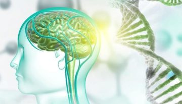 El CSIC diseña unas moléculas sintéticas que reparan en el laboratorio una alteración frecuente en el autismo