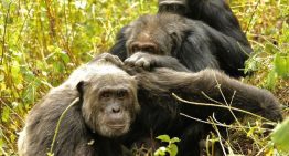 Fuga inesperada en Misisipi: un mono de laboratorio suelto genera alarma