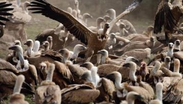 Ana Mateos, científica del CENIEH: «Comer carroña nos hizo humanos»