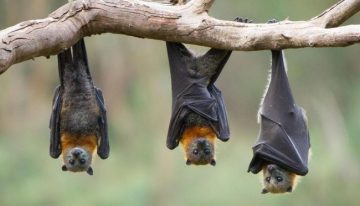 El murciélago más grande de Europa cazando aves en pleno vuelo: así lo han documentado en Doñana