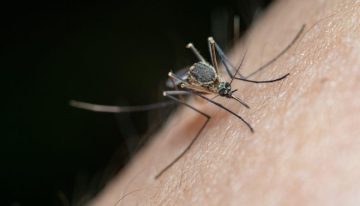 Descubren por primera vez en la historia mosquitos en Islandia