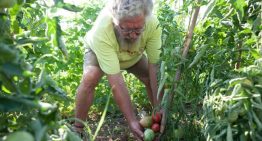 El auge de la proteína vegetal da una segunda vida a hortalizas en vías de extinción