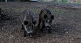Las consecuencias de la peste porcina africana en Catalunya: ¿Puede afectar a los humanos?