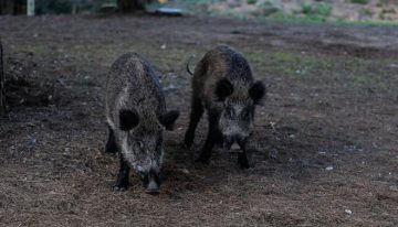 Las consecuencias de la peste porcina africana en Catalunya: ¿Puede afectar a los humanos?