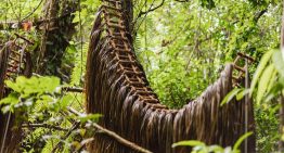 El Yunque se convierte en una galería al aire libre