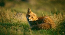 La muerte de un zorro por gripe aviar en Zaragoza acerca el virus a los humanos en España: 5 claves del caso