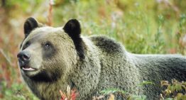 Un oso grizzly ataca a un grupo de niños durante una excursión escolar y deja once heridos, dos de ellos críticos, en Canadá