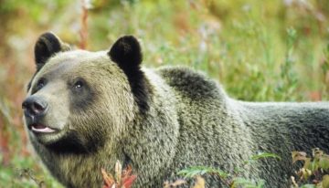 Un oso grizzly ataca a un grupo de niños durante una excursión escolar y deja once heridos, dos de ellos críticos, en Canadá